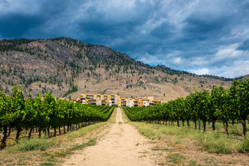 Fototapeta na wymiar Desert vineyard in Osoyoos, South Okanagan Valley, British Columbia, Canada.