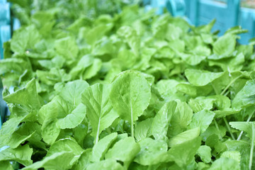 fresh lettuce in the garden