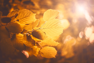 autumn leaves on a tree with sunbeam