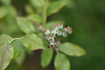 Unreife Heidelbeeren (Vaccinium myrtillus)
