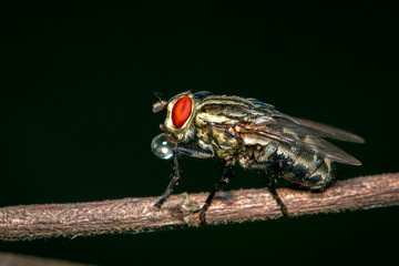 Image of a flies (Diptera) on brown branch on a natural background. Insect. Animal.