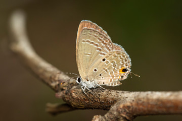 Image of plain cupid butterfly(Chilades pandava) on brown branch on a natural background. Insect. Animal.