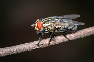 Image of a flies (Diptera) on brown branch on a natural background. Insect. Animal.