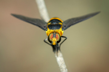 Image of hoverfly(Syrphidae) on branch on a natural background. Insect. Animal.