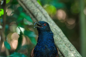 Greater coucal (Centropus sinensis)