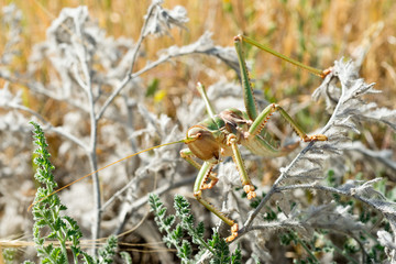 grasshopper