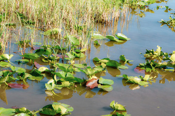 water lilies in pond