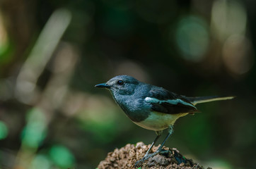 Oriental magpie robin (Copsychus saularis) on branch