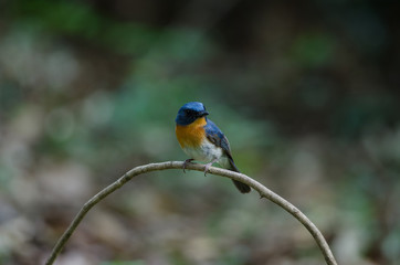Tickell's blue-flycatcher perching on a branch