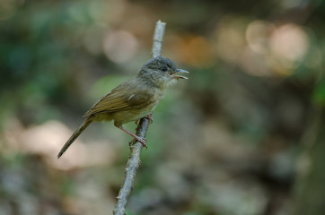 Brown-cheeked Fulvetta, Grey-eyed Fulvetta