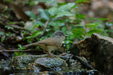 Brown-cheeked Fulvetta, Grey-eyed Fulvetta