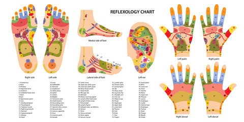 Fototapeta na wymiar Reflex zones of the feet, ears and hands with description of internal and body parts. Superior, lateral and medial views of foot. Palms and dorsal side of wrists. Chinese medicine. Vector illustration