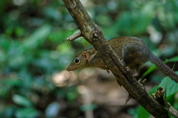 Common treeshrew or Southern treeshrew (Tupaia glis)