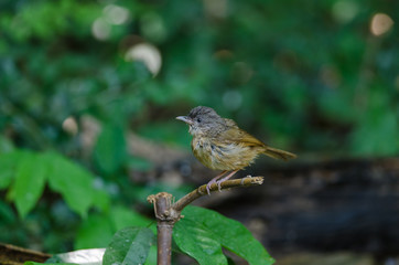 Brown-cheeked Fulvetta, Grey-eyed Fulvetta