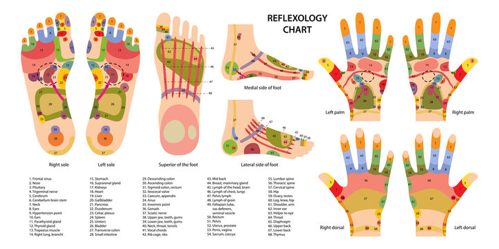 Reflex zones on the feet and hands with description of internal and body parts. Superior, lateral and medial views of foot. Palms and dorsal side of wrists. Chinese medicine. Vector illustration.