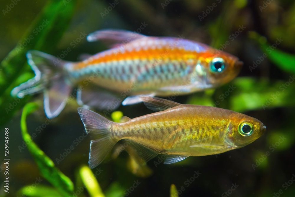 Wall mural female and male of congo tetra, phenacogrammus interruptus, endemic of african congo river basin, sw