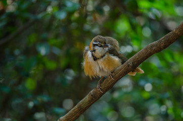 Lesser Necklaced Laughingthrush perching on branch in nature
