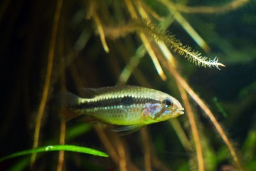 Apistogramma mendezi, rare and unique freshwater dwarf cichlid fish, wild young female, caught near...