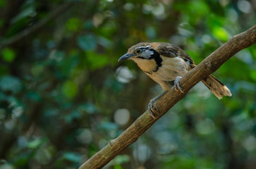 Greater Necklaced Laughingthrush on branch in nature