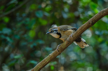 Lesser Necklaced Laughingthrush perching on branch in nature