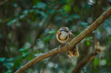 Lesser Necklaced Laughingthrush perching on branch in nature