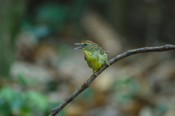 Pin-striped Tit Babbler in forest Thailand