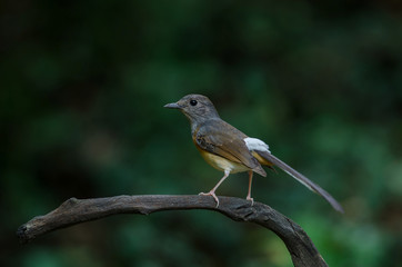 White-rumped Shama standing on a branch