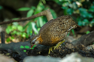 Scaly-breasted partridge in nature