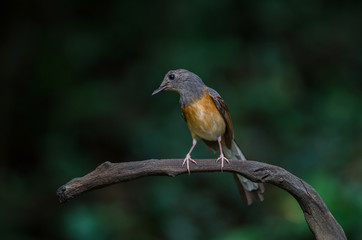 White-rumped Shama standing on a branch