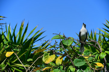 Tropical bird on a branch