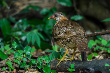 Scaly-breasted partridge in nature