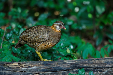 Scaly-breasted partridge in nature
