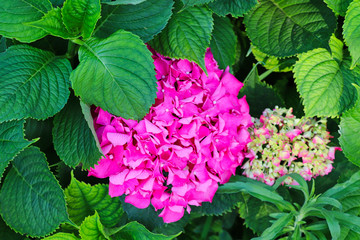 colorful flowers in springtime