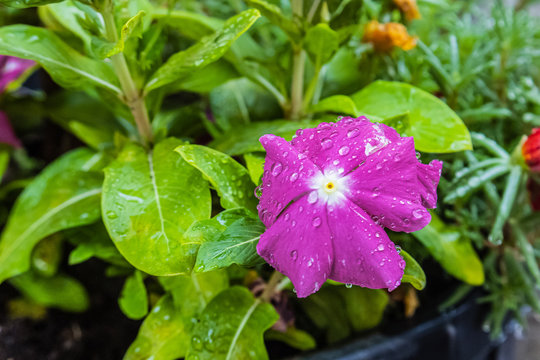 Pervinca coltivata in vaso