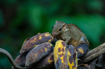 Common treeshrew or Southern treeshrew (Tupaia glis)
