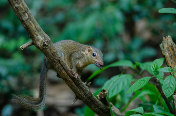 Common treeshrew or Southern treeshrew (Tupaia glis)