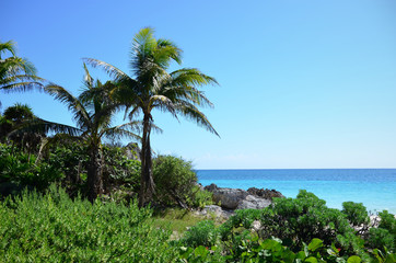 Obraz premium Palm trees on the beach
