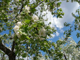 Blooming Apple tree against the blue sky with clouds         Beautiful Sunny day in spring Apple blossoms with white buds on the background of floating clouds in the blue sky