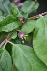 Kleine &Auml;pfel an einem S&auml;ulenapfel