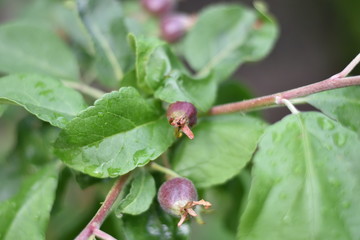 Kleine Äpfel an einem Säulenapfel