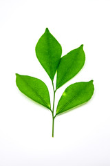 Fototapeta premium Green leaves on white background