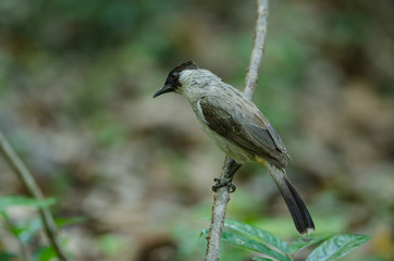 Beautiful bird Sooty headed Bulbul
