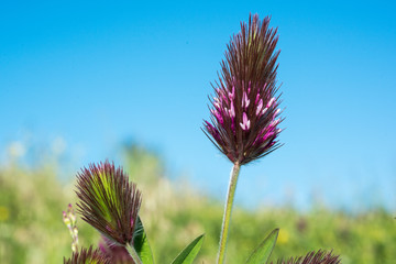 thistle in bloom