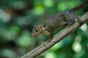 Common treeshrew or Southern treeshrew (Tupaia glis)