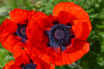 Head of a fully blossomed poppy flower