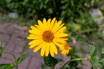 yellow summer flower shines into the sun