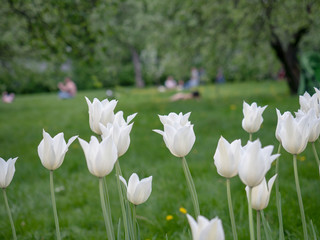 Tulips in full bloom in the garden in the spring     In spring, the garden blooms a wide variety of tulips