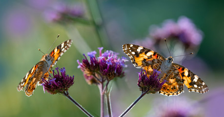 The panoramic view the garden flowers and butterflies