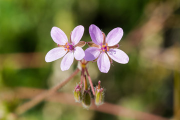 purple flowers on a green background