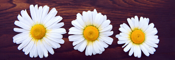 White daisies on brown wooden background.Top view.Copy space